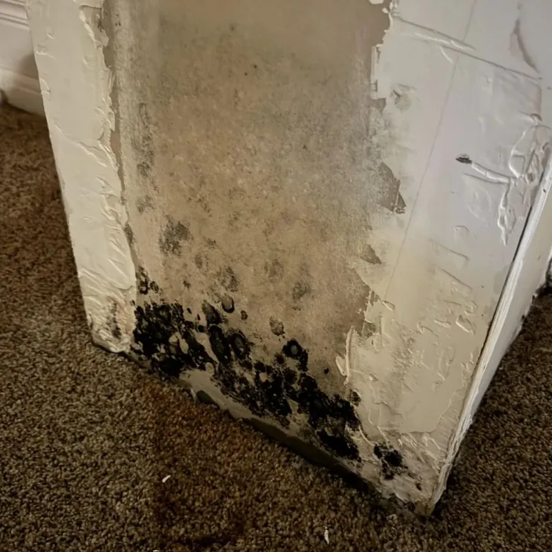 Professional Mold Removal in Kitty Hawk, NC